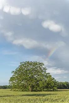 Springtime Alsace France Imprime: Rainbow appears in rain clouds in spring