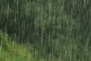 Rainy Forest Landscape Imprime: Raindrops falling