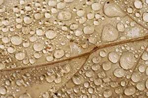 Autumn Color Palette Imprime: Raindrops on a leaf