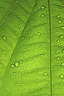 Uninhabited Landscapes Imprime: Raindrops on leaf