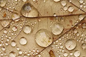 Autumn Leaf Imprime: Raindrops on a leaf