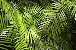 Rainforest Landscape Imprime: Rainforest