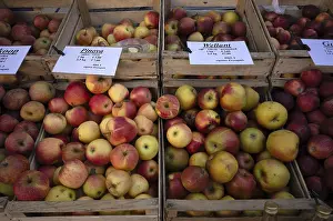 Apple Varieties Imprime: Range of different types of apples