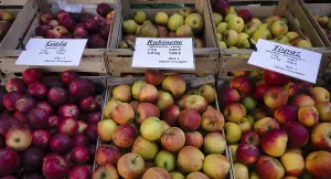 German Apple Varieties Imprime: Range of different types of apples