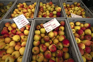 Food Photography Germany Imprime: Range of different types of apples