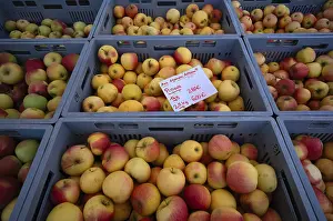 Weekly Market Produce Imprime: Range of different types of apples