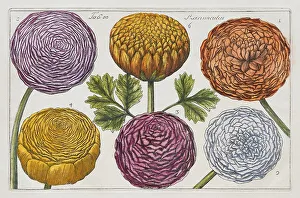 Ranunculus Flower Imprime: Ranunculus (Ranunculus), hand-coloured copper engraving after Mario Cammerari by Professor Filippo Arena from La Natura