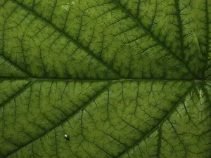 Nature Plant Images Imprime: Top side of a raspberry leaf