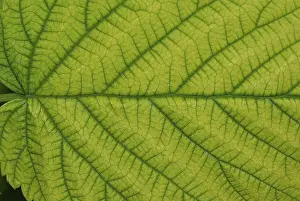 Uninhabited Landscapes Imprime: Top side of a raspberry leaf