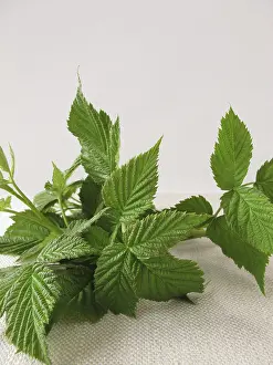 Alternative Medicine Plants Imprime: Raspberry leaves for raspberry leaf tea