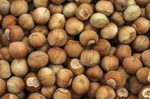 Appetizing Food Imprime: Raw hazelnuts with shell closeup as background