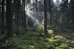 Fagus Sylvatica Images Imprime: Rays of light in the common beech (Fagus sylvatica)
