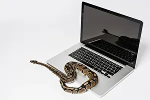 Python Imprime: Serpiente de python real y computadora portátil.