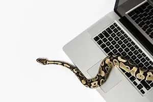 Python Imprime: Serpiente de python real y computadora portátil.