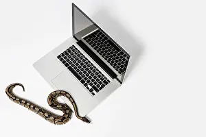 Python Imprime: Serpiente de python real y computadora portátil.