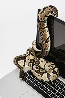 Impresiones de Serpientes de python reales y computadora portátil. Concepto de utilizar un lenguaje de programación a nivel alto para ingeniería del software Imágenes Relacionadas Imprime: Serpientes de python reales y computadora portátil.
