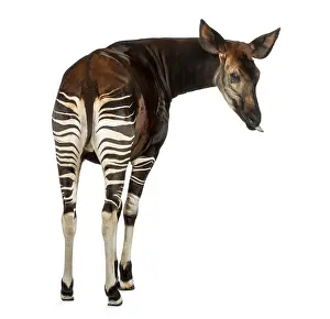Impresiones de Vista posterior de un okapi, mirando hacia atrás, metiendo la lengua, Okapia johnstoni, aislado en blanco Johnstoni Imprime: Vista posterior de un Okapi, mirando hacia atrás.