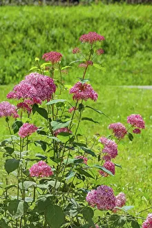 Hydrangea Macrophylla Imprime: Red bigleaf hydrangea (Hydrangea macrophylla)
