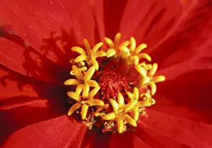 Colorful Summer Flowers Imprime: Red bloom