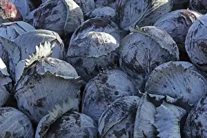 Agricultural Produce Photography Imprime: Red cabbage