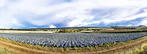 Scottish Farmland Landscape Imprime: Red Cabbage on Scottish fields