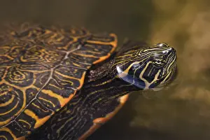 Impresión enmarcada : Tortuga de mejillas rojas (Trachemys scripta elegans)