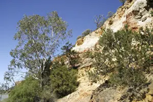 Rocky Cliff Landscape Imprime: Red cliffs with Eucalyptus trees and pine trees