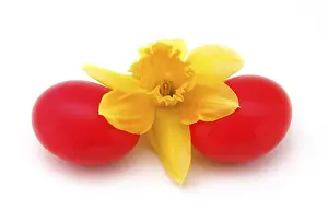 Studio Shot Easter Eggs Imprime: Red easter eggs with a daffodil