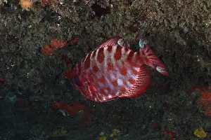 Atlantic Ocean Wildlife Imprime: A red fish with a patterned body