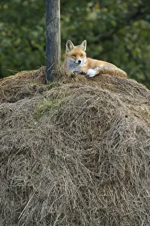 Predator Animal Images Imprime: Red Fox (Vulpes vulpes) lying on a haystack