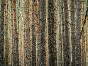 Protected Area In Northern Germany Imprime: Red and orange in a pine forest