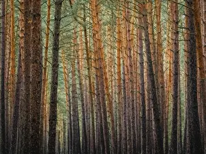 Coniferous Tree Landscape Imprime: Red and orange in a pine forest