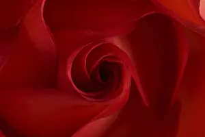 Macro Flower Photography Imprime: Red rose