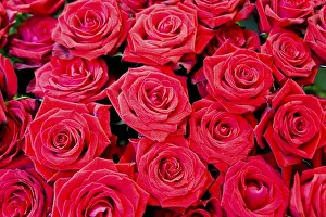 Rose Blossom Imprime: Red roses