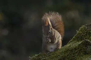 Rodent Mammal Imprime: Red squirrel (Sciurus) on rootstock