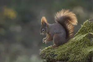 Eurasian Red Squirrel Pictures Imprime: Red squirrel (Sciurus) on rootstock