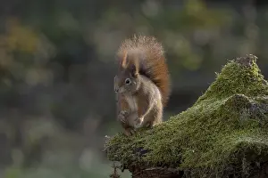 Eurasian Red Squirrel Image Imprime: Red squirrel (Sciurus) sitting on a rootstock