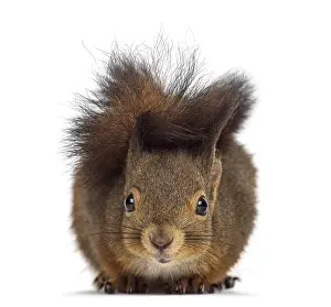 Eurasian Red Squirrel Image Imprime: Red squirrel in front of a white background