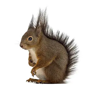 Studio Shot Cutout Imprime: Red squirrel in front of a white background