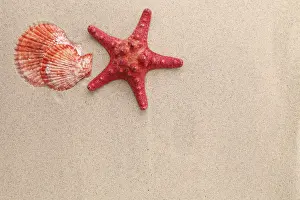 Echinoderm Species Imprime: Red starfish and shell on sandy background