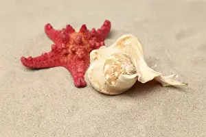 Echinoderm Species Imprime: Red starfish and shell on sandy background