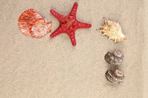 Red Starfish Imprime: Red starfish and shell on sandy background