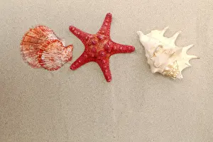Mollusc Images Imprime: Red starfish and shells on sandy background