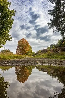 Waterfront Autumn Scene Imprime: Reflection of autumn deciduous tree maple in puddle