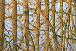 Deciduous Trees On Water Imprime: Reflection of deciduous trees on the water surface