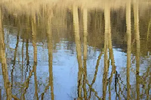 Deciduous Trees Reflection Imprime: Reflection of deciduous trees on the water surface