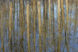 German Waterfront Scene Imprime: Reflection of deciduous trees on the water surface