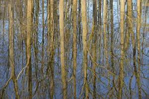 German Waterfront Scene Imprime: Reflection of deciduous trees on the water surface