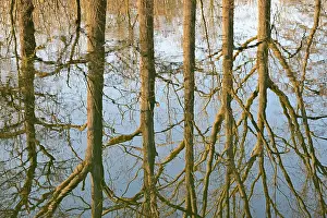 Deserted Waterfront Scene Germany Imprime: Reflection of deciduous trees on the water surface