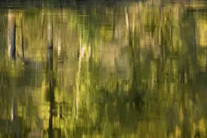 Moselle River Germany Imprime: Reflection of deciduous trees on the water surface